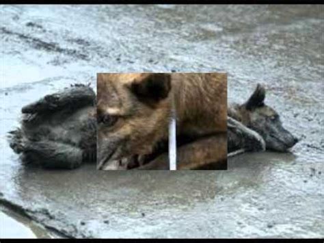 Hunde, die bis zur frist nicht aus der tötungsstation rumänien von tierschützern gerettet werden, müssen sterben. dogs in romania - Hundemord in Rumänien - YouTube