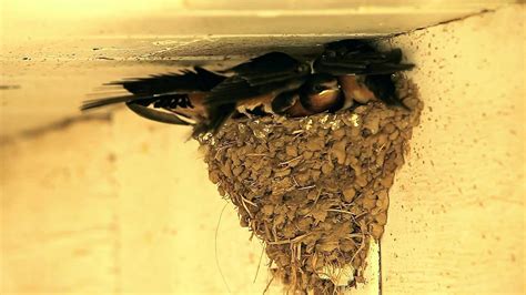 Be the first to comment on this track. A Day (a week) in the Life of Barn Swallow Fledglings ...