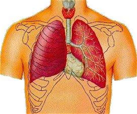 It is an organ that is each of the pair of organs situated within the ribcage, consisting of elastic sacs with branching. Did You Know?: What causes the sound of your heart beat
