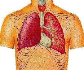 Pdf | rib cage structure and morphology is important for anatomical analysis of chest ct scans. Did You Know?: What causes the sound of your heart beat