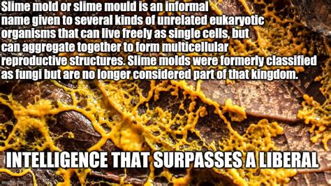 Home » pest blog » mold can cause respiratory problems. Slime mold - Imgflip