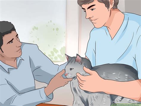 Next to the overwhelming news, the most curious thing for you is to know about your. How Do I Know If My Cat Is Pregnant Or Has Worms