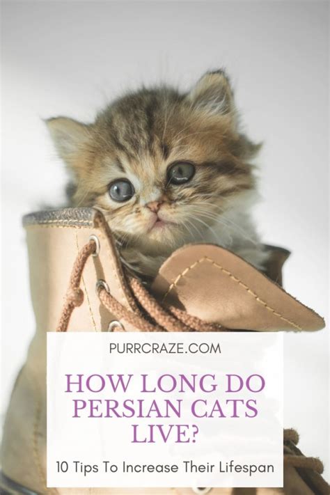 Over 90% of domestic cats in the uk are free to roam outdoors every day and these 'outdoor cats' generally live shorter lives than cats that are kept indoors all the time. Persian Cat Lifespan - Purr Craze