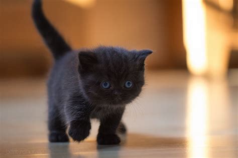 Unless a black cat was already going through the adoption process, they refuse to adopt out black cats during the month. 17 Little Known Facts About Black Cats