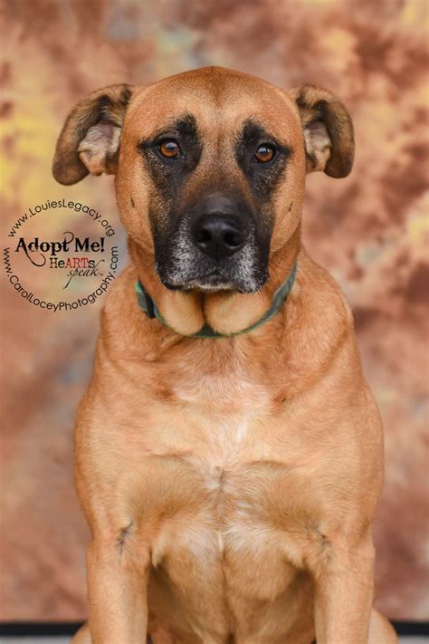 451 e galbraith road cincinnati, ohio 45215 phone: Jake is available for adoption through www.louieslegacy ...