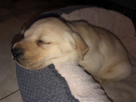Daily posts of puppies and dogs available in las vegas, nv area!! Labrador Retriever Puppies For Sale | Las Vegas, NV #319882