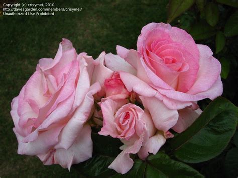 A percentage of each plant sold will benefit the foundation. PlantFiles Pictures: Hybrid Tea Rose 'Pink Promise' (Rosa ...