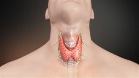 The thyroid gland is a single midline endocrine organ in the anterior neck responsible for thyroid hormone production which lies in the visceral space completely enveloped by pretracheal fascia. Thyroid Gland FI - Scientific Animations