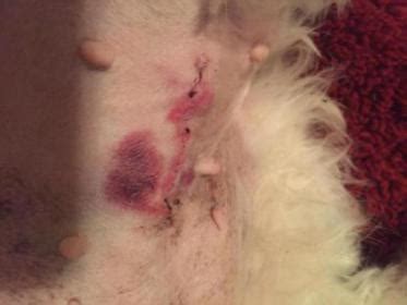 What to expect after neutering or spaying your cat. Worried about dog spayed incision