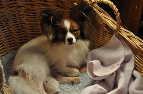 Only hours/minutes old king kong's little brothers and sisters! Road's End Papillons : Papillon Puppies, just born