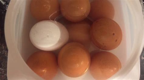 The salted egg chicken chop is truly a delight with creamy salted egg sauce coating a tender, crisp chicken chop. Salted Egg Chicken (Itlog na Maalat) - YouTube