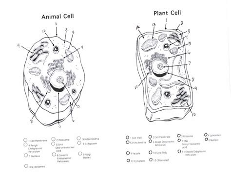 816 x 612 pixel type jpg download. 009 Animal Cell Essay Example Photogrid Plant And ...
