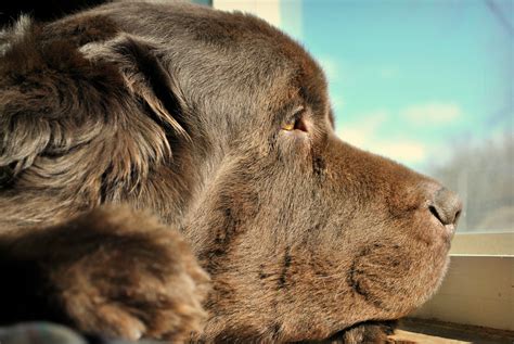 A little quickie in the. Up Close And Personal, Big Dog Style - mybrownnewfies.com