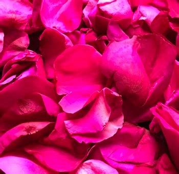 Where can i buy baby's breath flowers near me. Hot Pink Rose Petals | Rose Petals Near Me | Flower Petals