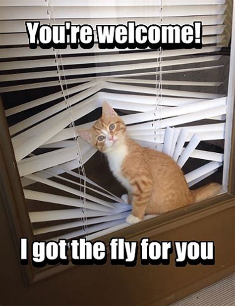 Window blinds can become a real showdown; One More Reason to Replace Mini-Blinds: Cats | Custom ...