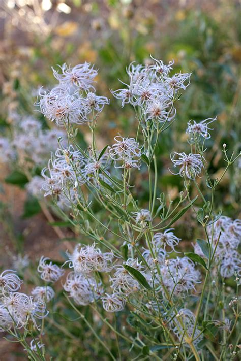 Keberhasilan yang berkembang tergantung pada tipe yang anda miliki. Clematis songorica - Изображение особи - Плантариум