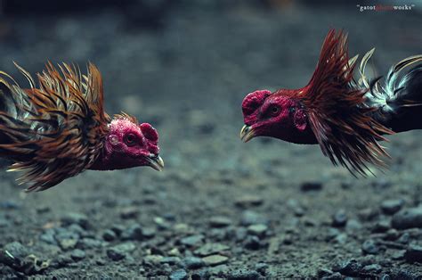 Ayam peru atau yang biasa disebut oleh para penghobi ayam sabung yaitu ayam peruvian merupakan ayam yang berasal dari negara peru. Tips Mengetahui Ciri Khas Ayam Bangkok Aduan Peru | Tajen Bali