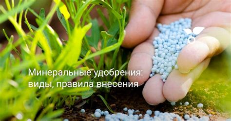 Минеральные удобрения: виды, правила внесения. Что нужно растениям ...