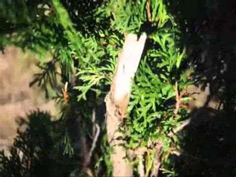 Jun 02, 2009 · arborvitae will recover from light to moderate deer damage, but if they've eaten into needleless, interior wood, you'll end up with bare legs. Beetle Damage to Arborvitae and Deer Damage - YouTube