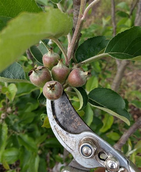 We did not find results for: Thinning fruit - Greg Alder's Yard Posts: Food Gardening ...