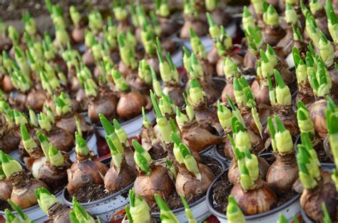 Ich laufe jeden tag einmal um den block, außer , wenn es regnet. Blumenzwiebeln setzen Tipps und Tricks | Das Gartencenter ...