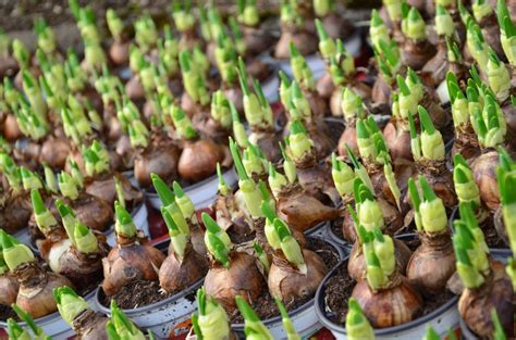 Idealerweise setzt man blumenzwiebel doppelt so tief bis dreimal mal so tief wie ihre größe. Blumenzwiebeln setzen Tipps und Tricks | Das Gartencenter ...