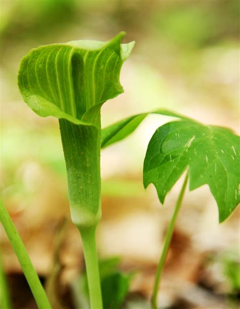 Maybe you would like to learn more about one of these? File:Arisaema triphyllum flower 2.jpg - Wikimedia Commons