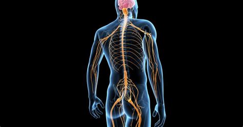 Rdzeń kręgowy człowieka należy do ośrodkowego układu nerwowego. Rdzeń kręgowy - Budowa - anatomia | MedMe.pl
