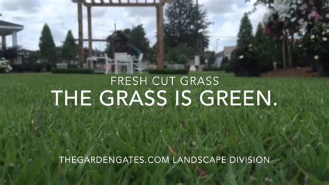 During the brutally hot months of summer, an overly a dull blade and cut too short is a guaranteed way to burn out and kill the grass during extreme heat. Fresh Cut Grass- How Many Times Can I Say It. - YouTube