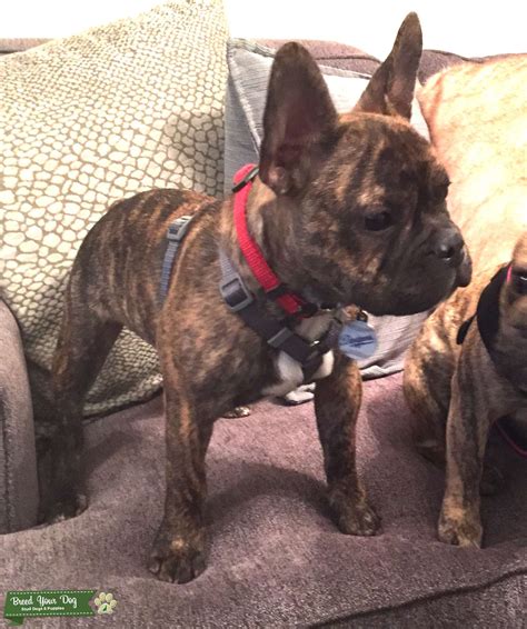 Purebred french bulldogs from champion bloodlines with pedigree. Stud Dog - Brindle French bulldog. Blue carrier. - Breed ...