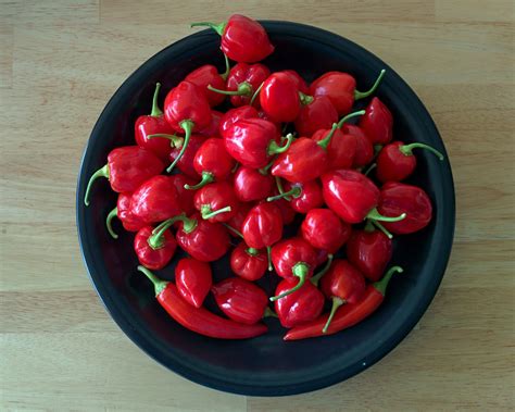Something elsemango habanero hot sauce (gfycat.com). Chile - Habanero - Red Savina - Sunnyvale-Garden