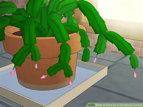 During winter and fall, keep the christmas cactus in a window with direct sunlight, but during the leaves on the christmas cactus will wilt when the plant doesn't receive enough water. How to Care for a Christmas Cactus: 14 Steps (with Pictures)