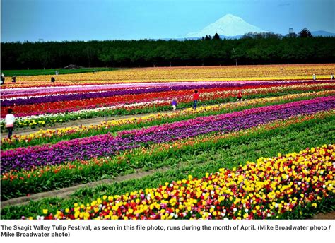 Mount vernon, wa at a glance. Mount Vernon WA: RoozenGaarde farms about 350 acres of ...