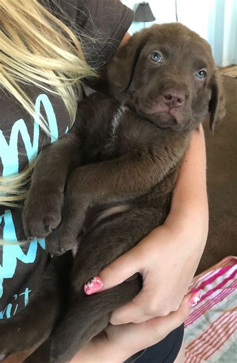 Mom has a small white chest star and is mostly solid medium brown. Chesapeake Bay Retriever Puppies For Sale | Sacramento, CA ...