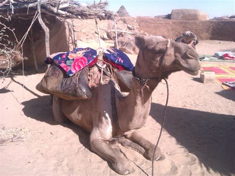 There is a reason why camels are known as the ship of the desert. camel Archives • MaineStreams