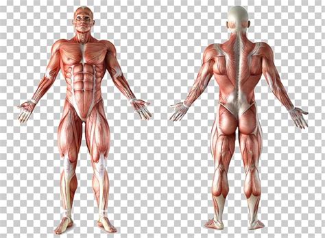 Check spelling or type a new query. Muscle Anatomy Human Body Muscular System Organ PNG ...