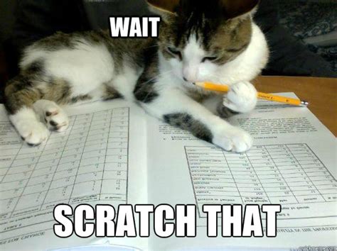 All memes › cat scratch. Wait Scratch that - Study Cat - quickmeme
