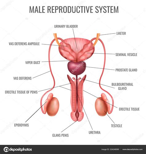 Both male and female reproductive systems have internal and external structures. Male Anatomy Diagram - Zygote Human 3d Male Anatomy Model ...