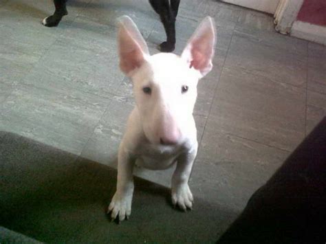 Check spelling or type a new query. English Bull Terrier Puppies For Sale Near Me | PETSIDI