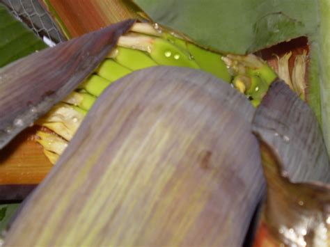 Lady finger also known as okra or bhindi rules at my place. Forum: Lady Finger Banana