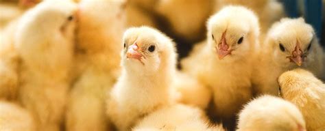 43, persiaran rishah 7 kawasan perindustrian silibin 30100 ipoh perak darul ridzuan. MFM - Dindings Poultry