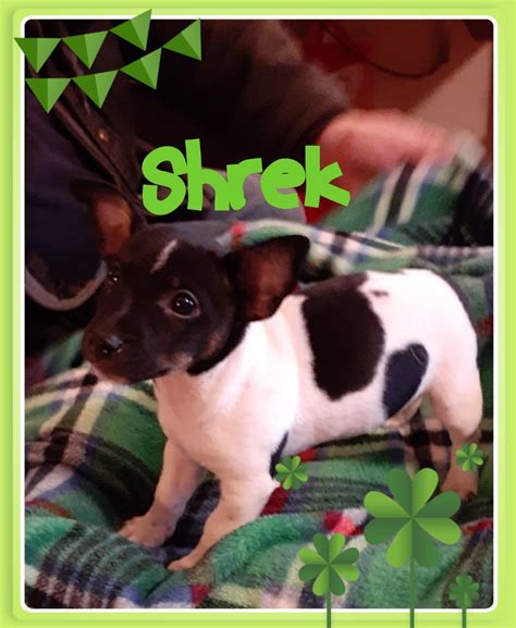 ﻿ the teddy roosevelt terrier was developed in the united states from the various small and medium breed dogs that accompanied early american immigrants. Teddy Roosevelt Terrier Puppies For Sale | Arlington ...