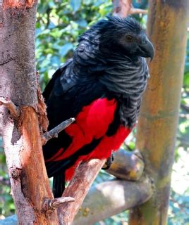 Parrot Encyclopedia | Pesquet's Parrot | World Parrot Trust