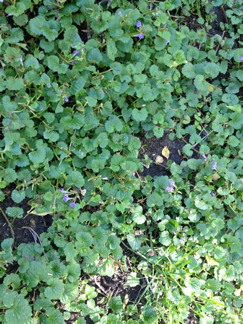 Ground cover with small purple flowers. identification - What is this purple flowering ground ...