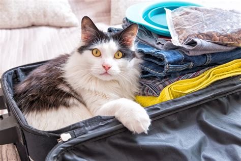 If your hmo falls under an advocate medical group, or one of the other medical groups listed below, you do not need a referral prior to coming to physicians immediate care. 4 Reasons You Need Pet Travel Medical Insurance | AMA Travel