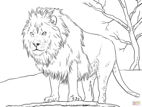 Lions are one of the most popular subjects for coloring. Male African Lion coloring page | Free Printable Coloring ...