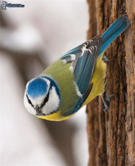 Vogel malvorlagen heimische vögel rotkehlchen vogelarten musikalisch beliebt robin vogel the beatles vogel. Pin von Franz Schmidt auf new Idears Feeliny | Vogel ...