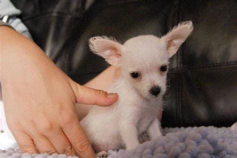 Akc teacup & toy poodles, red,apricot,cream and black. Tiny Micro Teacup Chihuahua Puppies!--LAST FEMALE for Sale ...