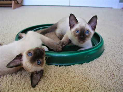 Siamese kittens for sale nj. Carolina Blues Cattery Siamese Kittens for Sale