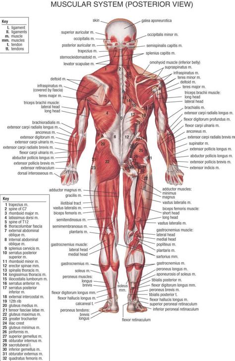 The back is a complex area encompassing a large number of muscles and movements. Musculature Anatomy Chart Hd Pic Human Anatomy: Muscular ...